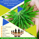 Illustration for article titled Purest CBD Oil for Sale Canada